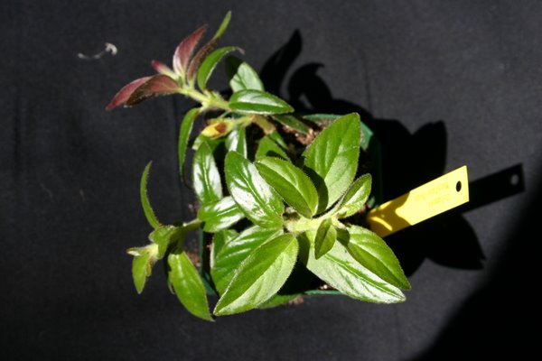 http://www.cloudjungle.com/CloudJungle/Gesneriaceae/Columnea/Columnea maryjane evans.jpg